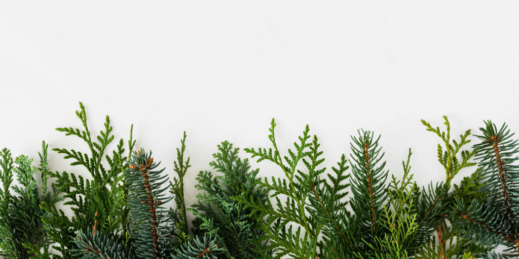 A plain white background with pine needles lined up across the bottom